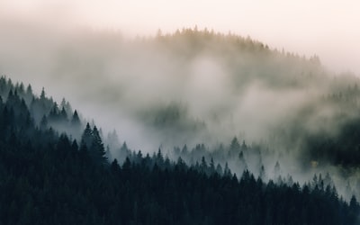 雾笼罩的森林
